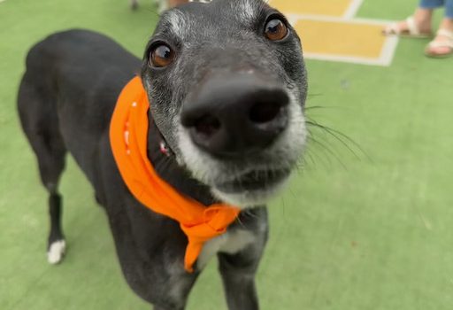 Jordy The Rescue Greyhound in Melbourne