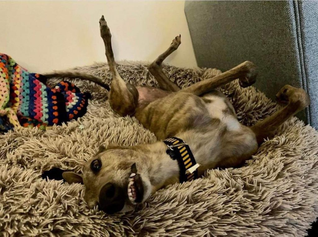 A brindle greyhound on a fluffy brown bed roaching (laying on her back with all four legs in the air and her tummy showing).