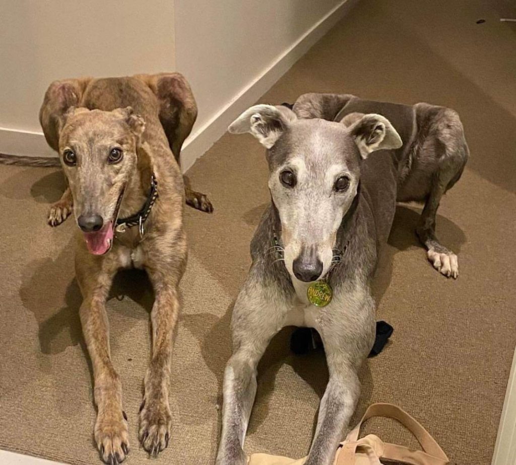 A brindle greyhound and a blue greyhound in a formal 'down' next to each other looking at the camera.