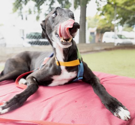 Black greyhound with white chest, chin and paws lies on a dog bed. He is turning his head away from the camera, licking his lips and showing the whites of his eyes. His body language suggests he is uncomfortable with the situation.